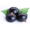 TPA TFA Black Currant