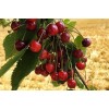 Capella Cherry (Wild) e-Stevia