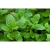 Capella Spearmint