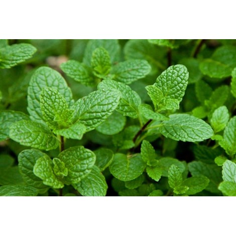 Capella Spearmint