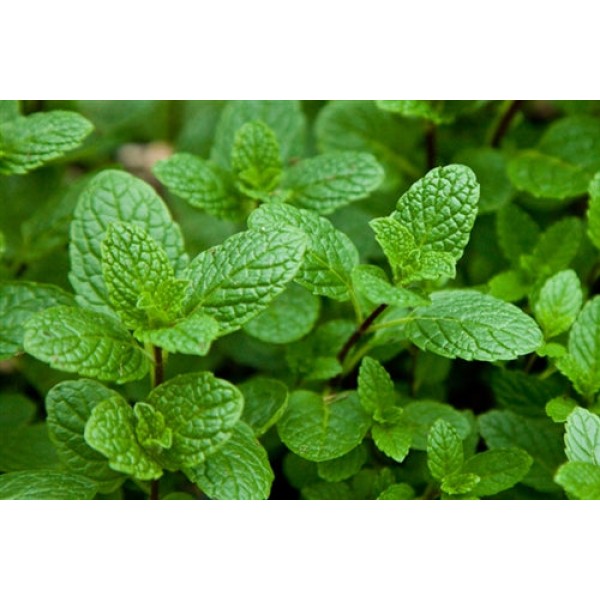 Capella Spearmint